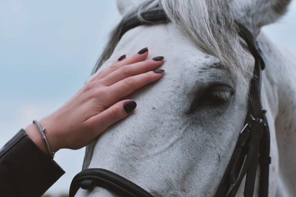 person touching a horse's head