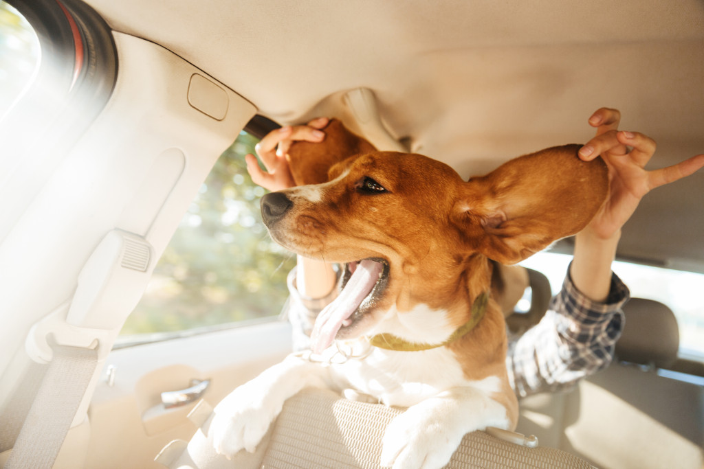 happy dog inside car and woman playing with its ears