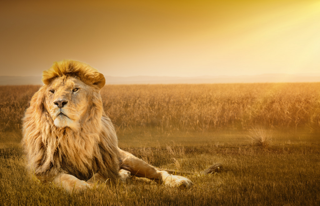 An image of a lion at sunset